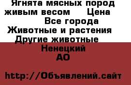 Ягнята мясных пород живым весом.  › Цена ­ 125 - Все города Животные и растения » Другие животные   . Ненецкий АО